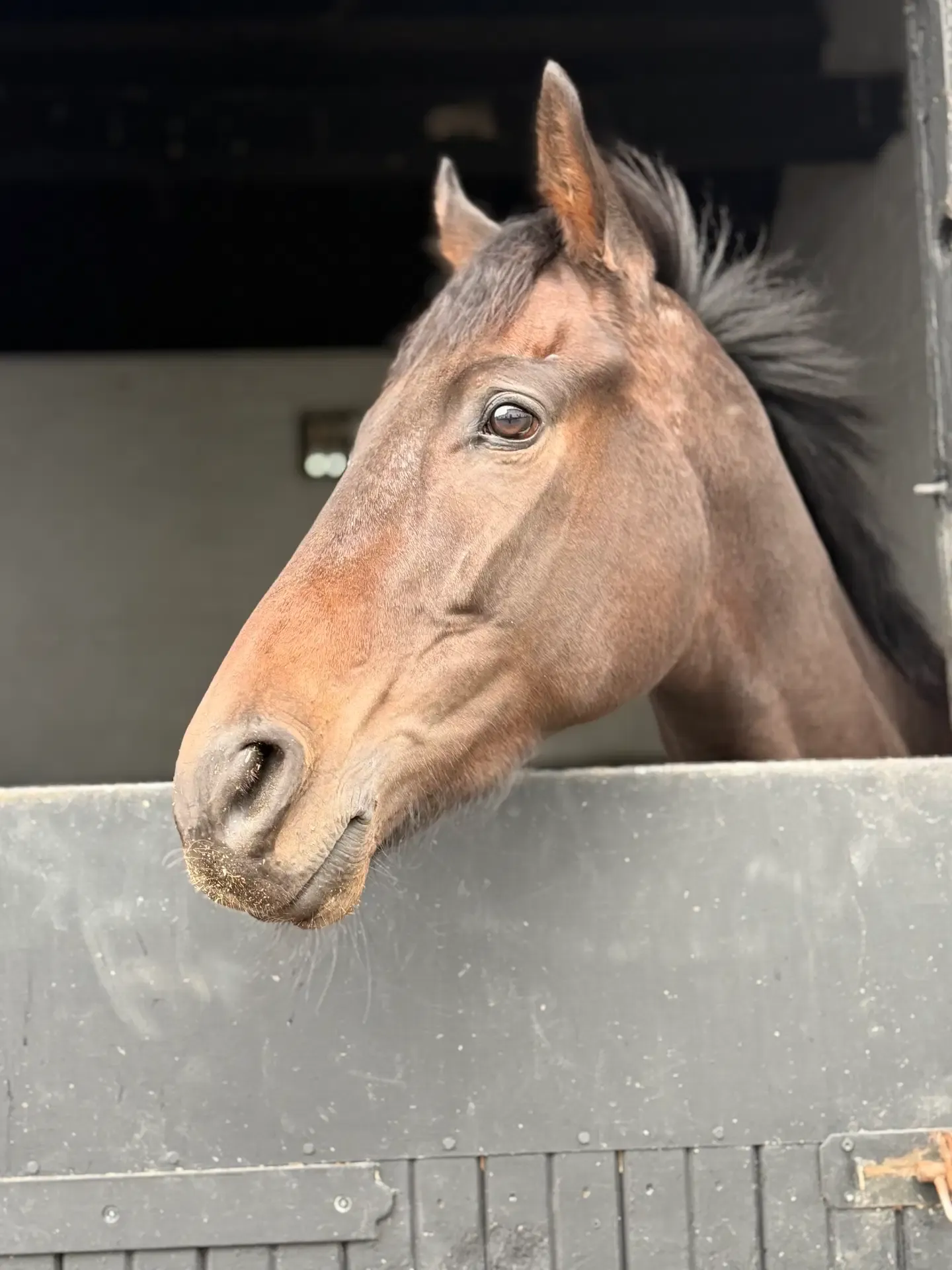 Jambearee looking over his stable door