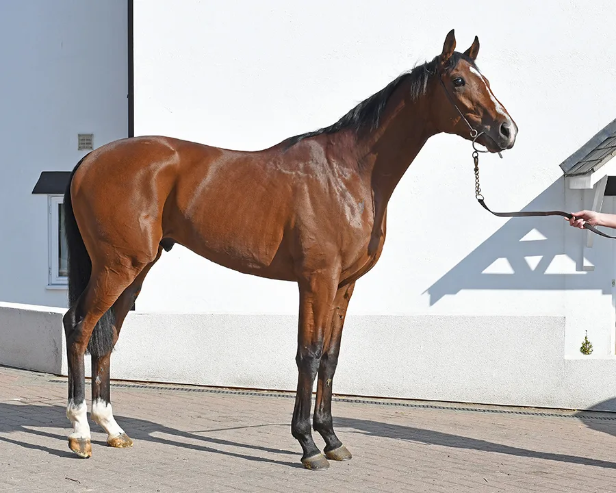 Langton Wold, a bay racehorse in the Brian Ellison Racing Club
