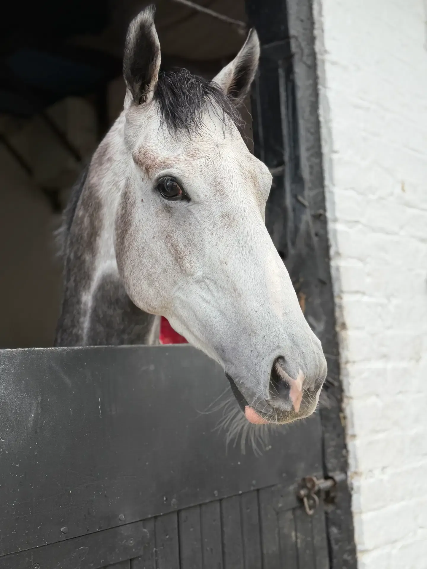 Sunday River, a grey racehorse in the Brian Ellison Racing Club