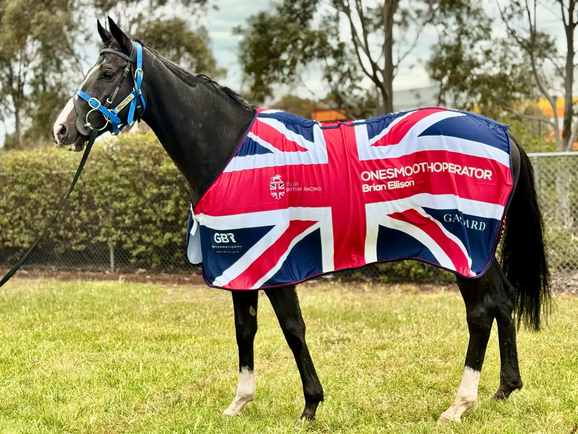 Onesmoothoperator wearing his Union Jack rug after racing in Australia